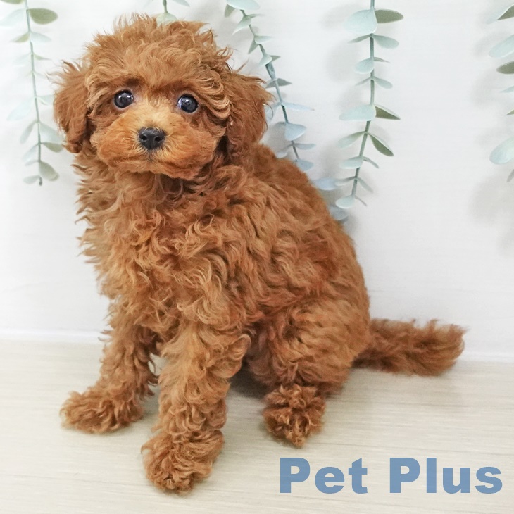 埼玉県のトイプードル(トイ) (ペットプラス ららぽーと新三郷店/2025年9月8日生まれ/女の子/レッド)の子犬の1枚目の画像