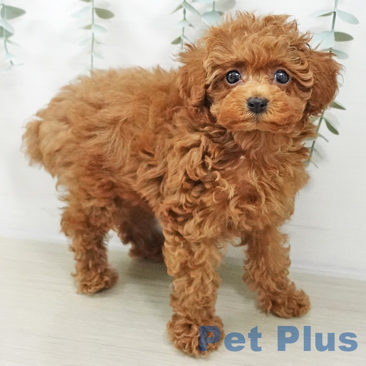 埼玉県のトイプードル(トイ) (ペットプラス ららぽーと新三郷店/2025年9月8日生まれ/女の子/レッド)の子犬の2枚目の画像