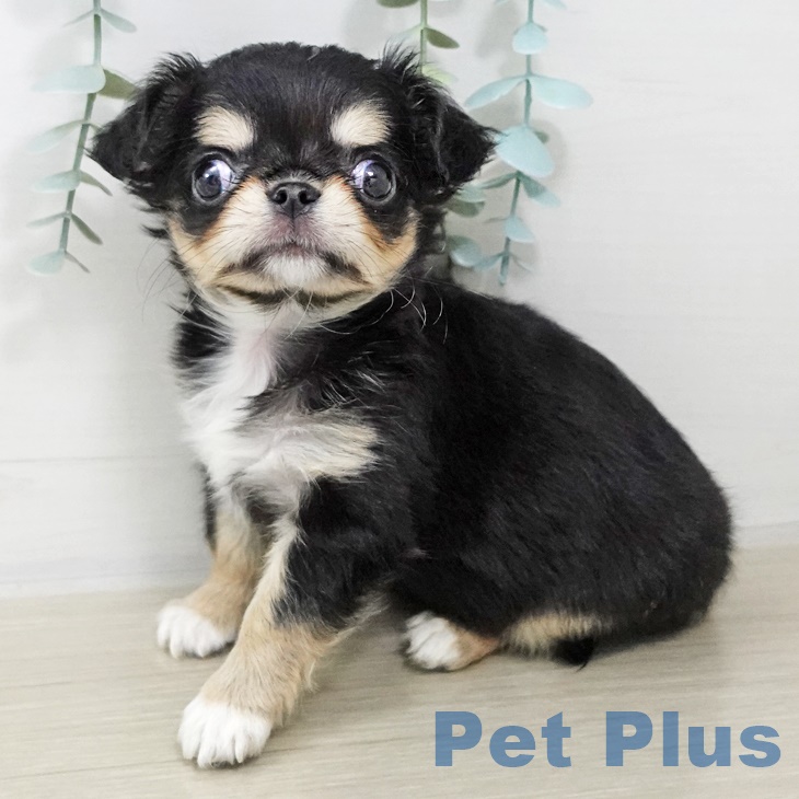 埼玉県のチワワ(ロング) (ペットプラス 羽生店/2025年9月6日生まれ/女の子/ブラックタン)の子犬の1枚目の画像