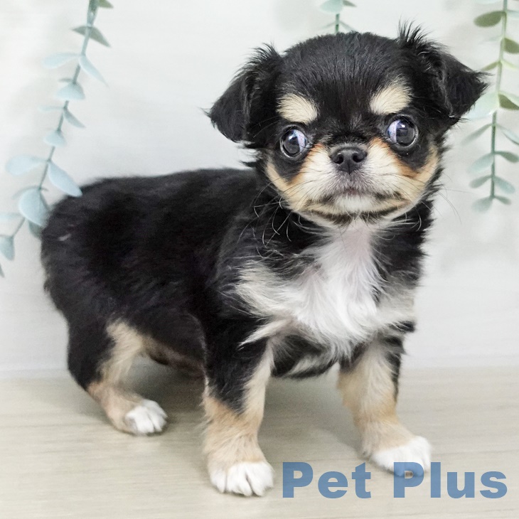 埼玉県のチワワ(ロング) (ペットプラス 羽生店/2025年9月6日生まれ/女の子/ブラックタン)の子犬の2枚目の画像