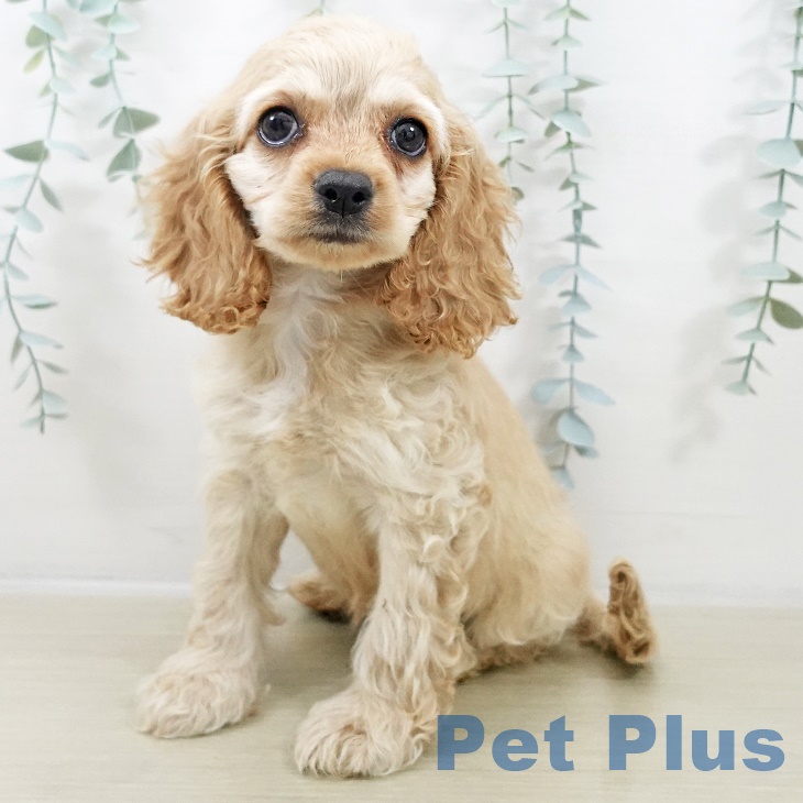群馬県のアメリカンコッカースパニエル (ペットプラス イオンモール太田店/2025年9月5日生まれ/女の子/バフ)の子犬の1枚目の画像