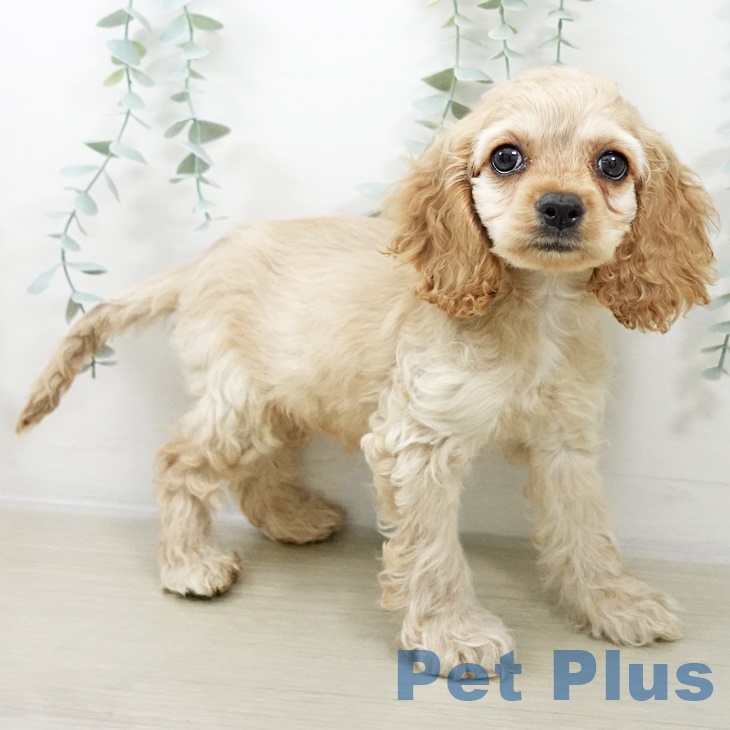 群馬県のアメリカンコッカースパニエル (ペットプラス イオンモール太田店/2025年9月5日生まれ/女の子/バフ)の子犬の2枚目の画像