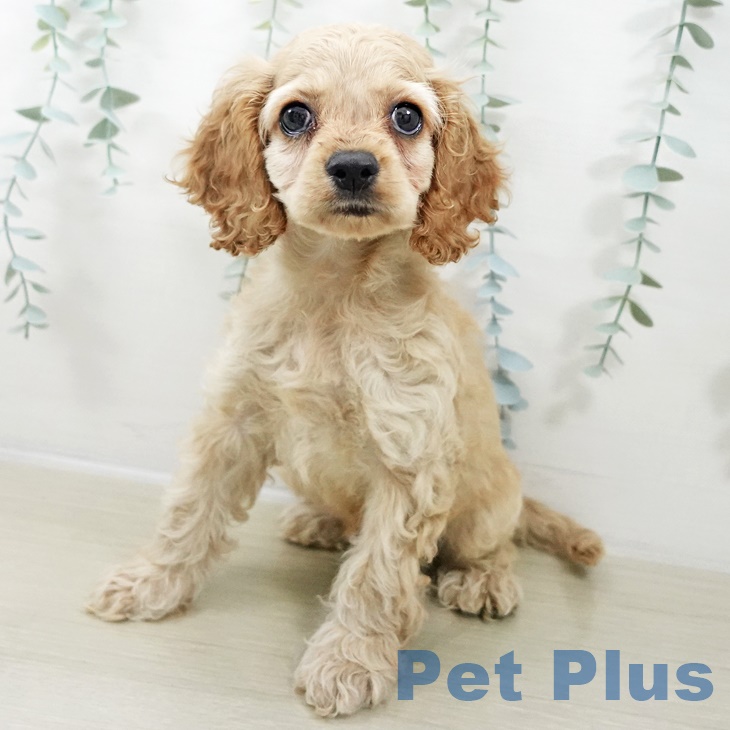 東京都のアメリカンコッカースパニエル (ペットプラス アクアシティお台場店/2025年9月5日生まれ/女の子/バフ)の子犬の2枚目の画像