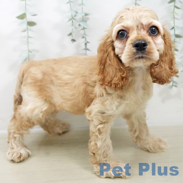 アメリカン・コッカー・スパニエル