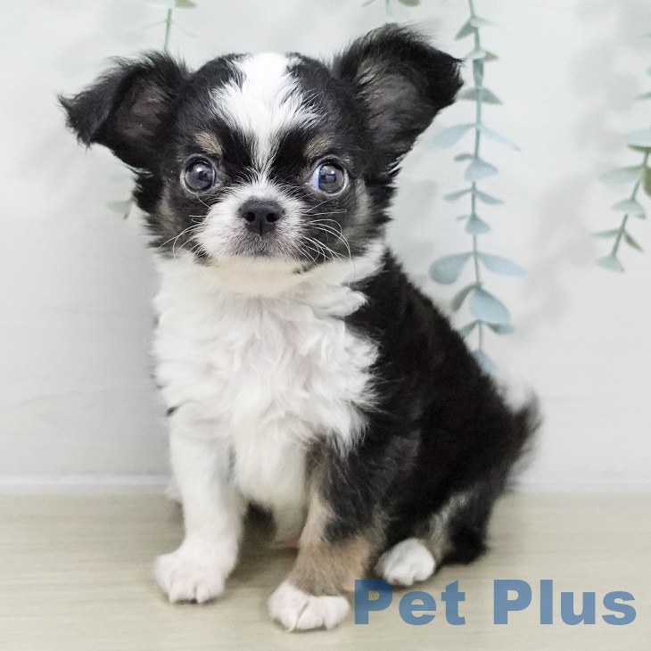 茨城県のチワワ(ロング) (ペッツワン つくば店/2025年9月8日生まれ/男の子/ブラックタンホワイト)の子犬の1枚目の画像