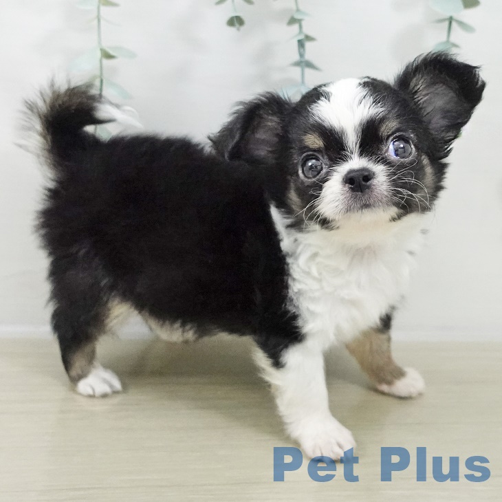 茨城県のチワワ(ロング) (ペッツワン つくば店/2025年9月8日生まれ/男の子/ブラックタンホワイト)の子犬の2枚目の画像