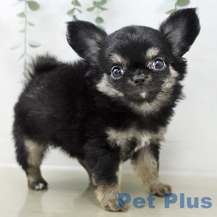 福島県のチワワ(ロング) (ペットプラス イオンタウン郡山店/2025年9月8日生まれ/女の子/ブラックタン)の子犬の1枚目の画像
