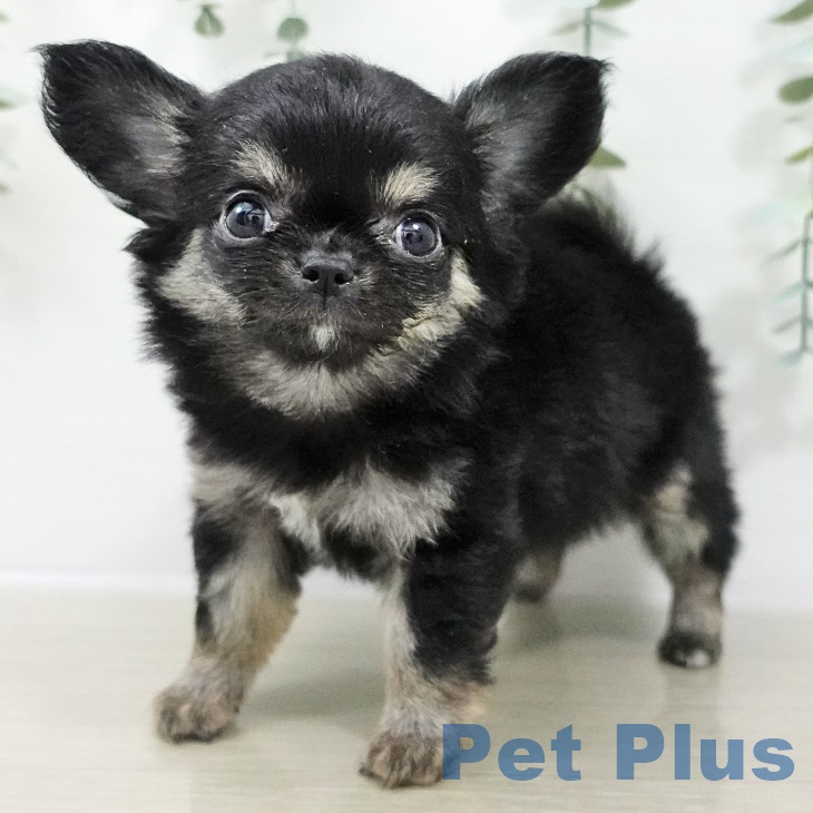 福島県のチワワ(ロング) (ペットプラス イオンタウン郡山店/2025年9月8日生まれ/女の子/ブラックタン)の子犬の2枚目の画像