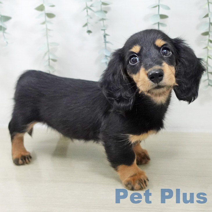 ミニチュア・ダックスフンド