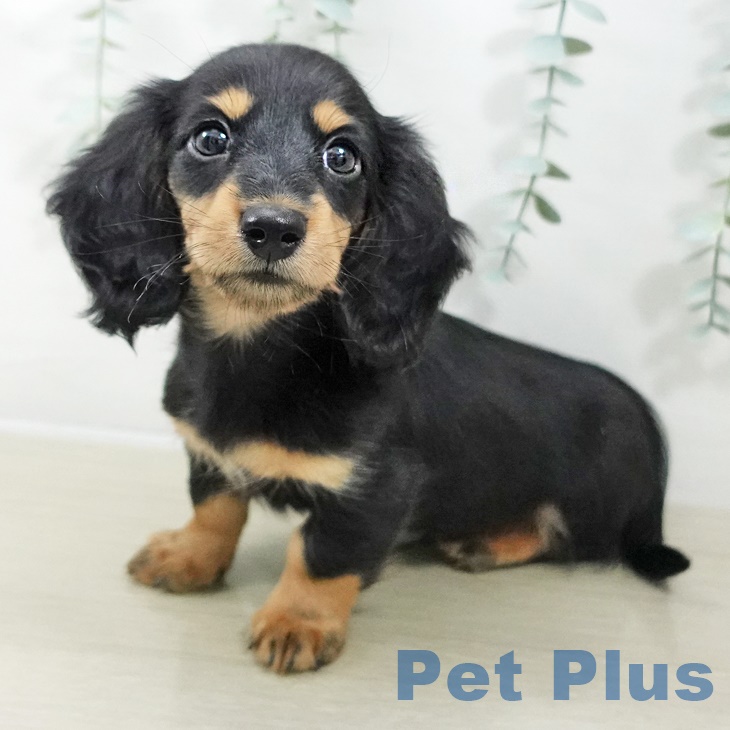 ミニチュア・ダックスフンドの写真2