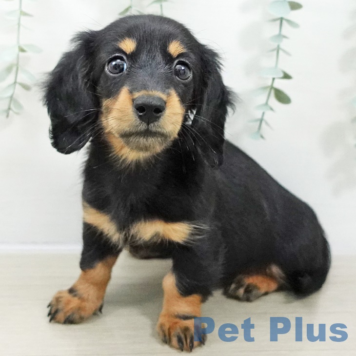 ミニチュア・ダックスフンド