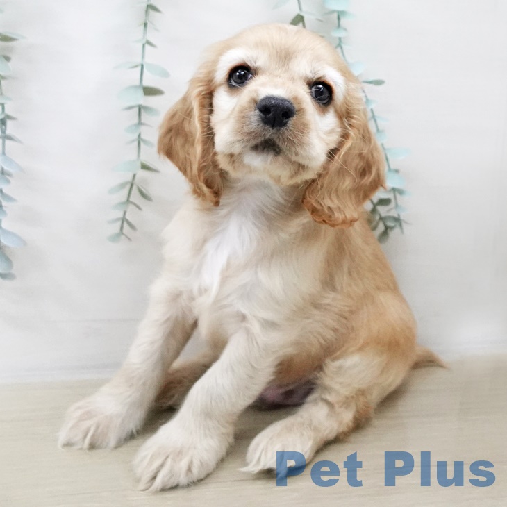 千葉県のアメリカンコッカースパニエル (ペットプラス 成田店/2025年9月8日生まれ/男の子/バフ)の子犬の1枚目の画像