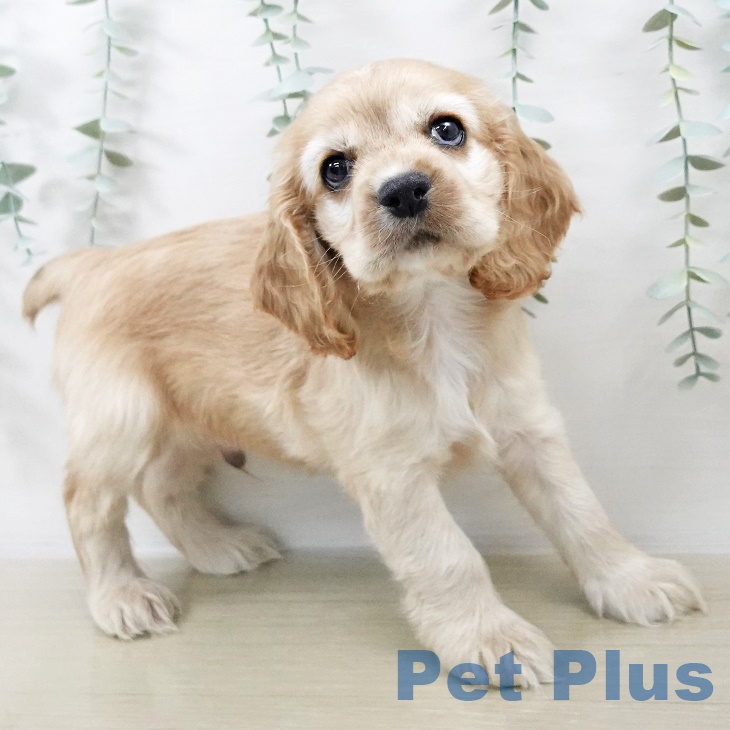 千葉県のアメリカンコッカースパニエル (ペットプラス 成田店/2025年9月8日生まれ/男の子/バフ)の子犬の2枚目の画像