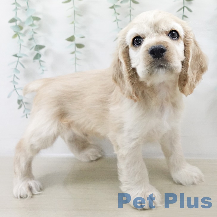 埼玉県のアメリカンコッカースパニエル (ペットプラス 浦和美園店/2025年9月8日生まれ/男の子/バフ)の子犬の1枚目の画像