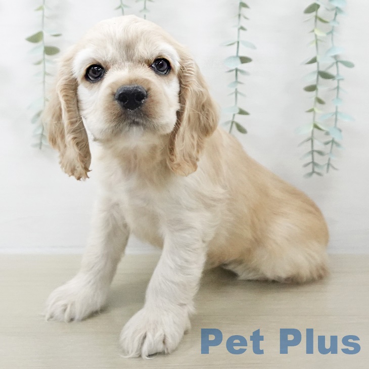 埼玉県のアメリカンコッカースパニエル (ペットプラス 浦和美園店/2025年9月8日生まれ/男の子/バフ)の子犬の2枚目の画像