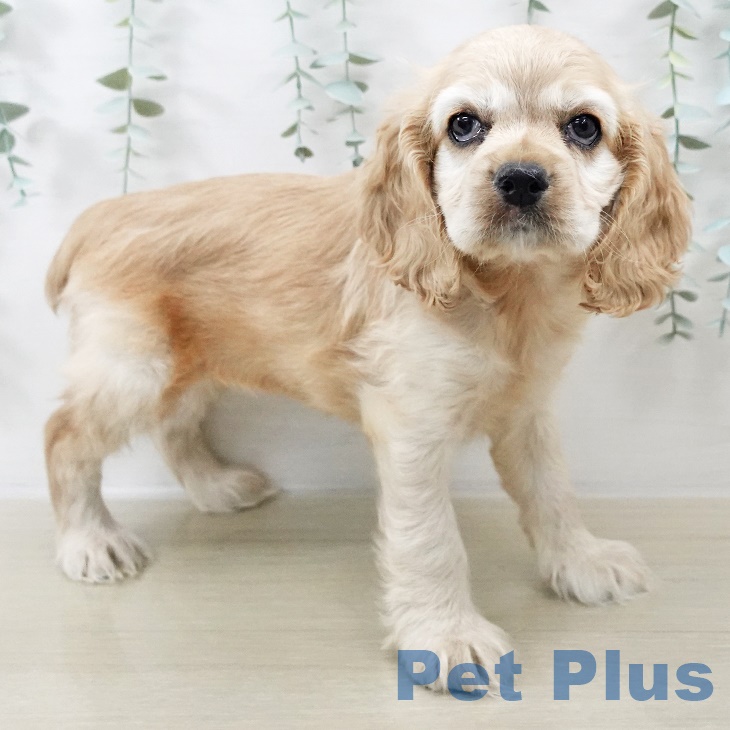 アメリカン・コッカー・スパニエル