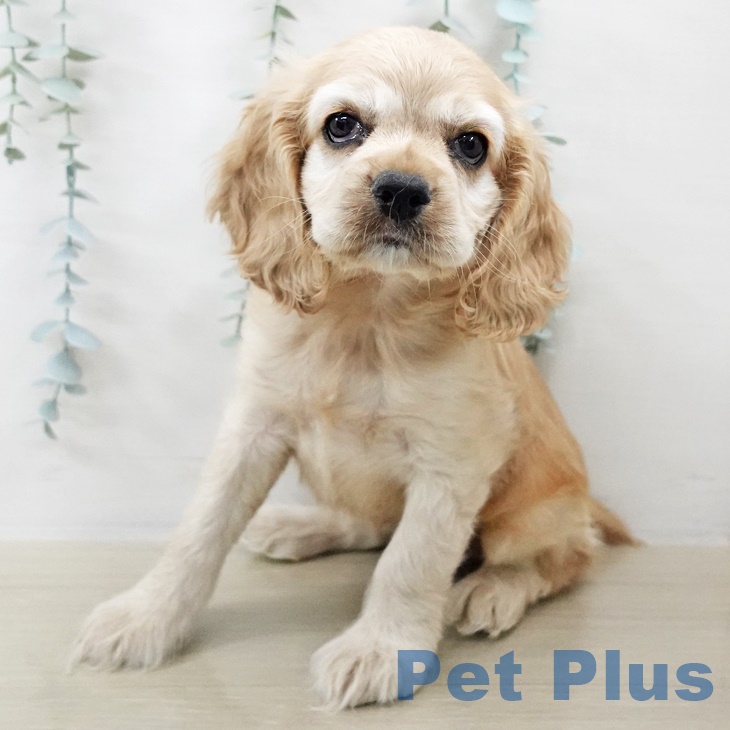 アメリカン・コッカー・スパニエル