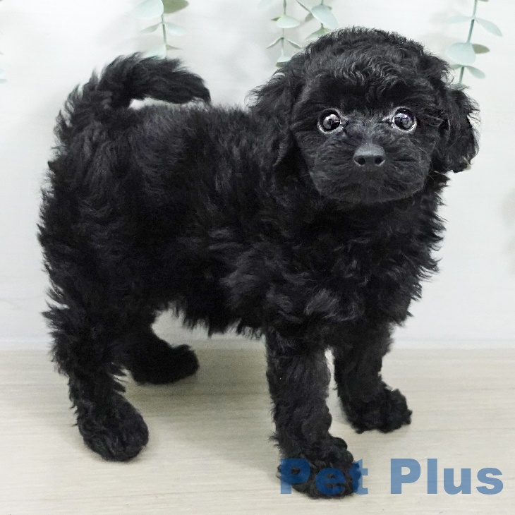 茨城県のトイプードル(トイ) (ペッツワン つくば店/2025年9月7日生まれ/女の子/ブラック)の子犬の1枚目の画像