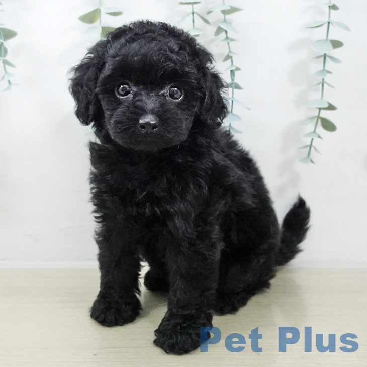 茨城県のトイプードル(トイ) (ペッツワン つくば店/2025年9月7日生まれ/女の子/ブラック)の子犬の2枚目の画像