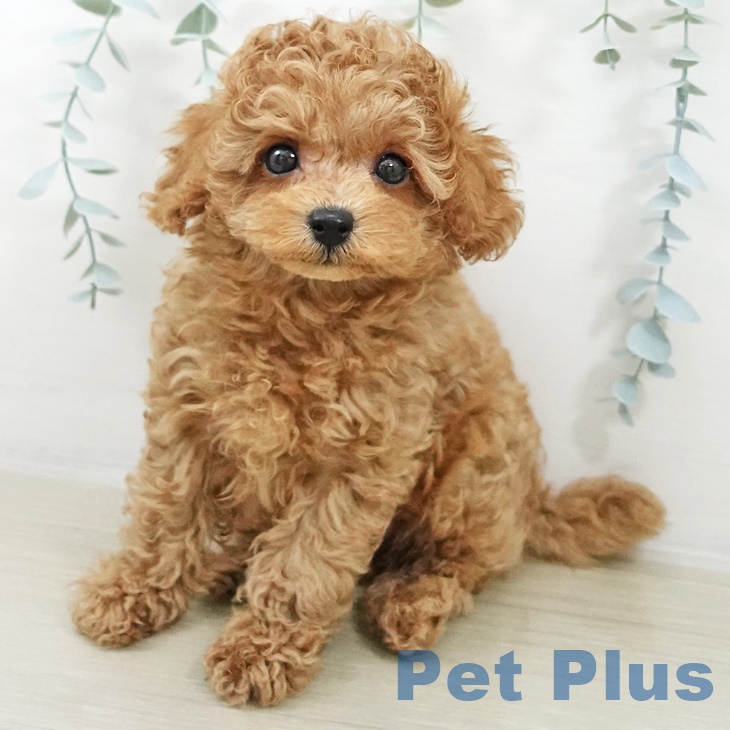 トイ・プードル