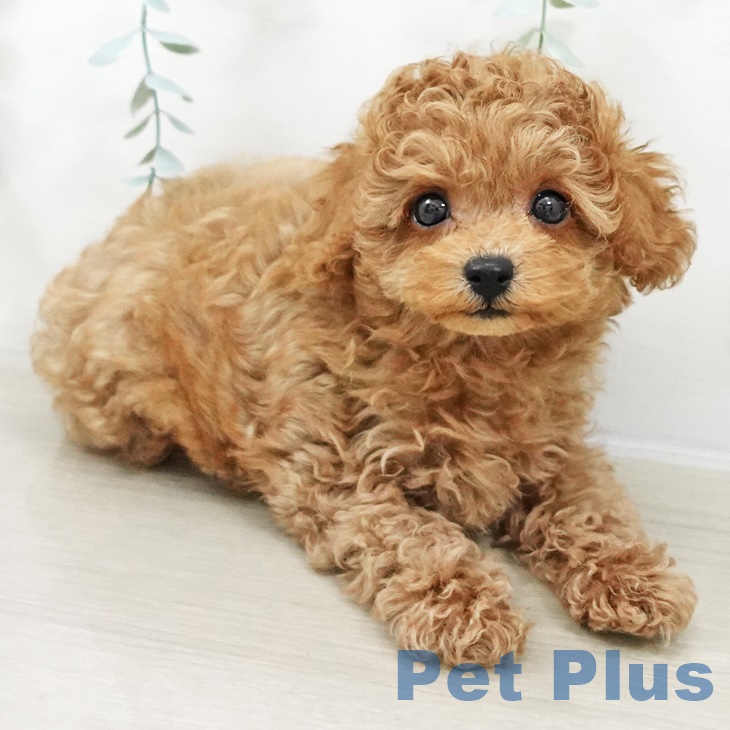 トイ・プードル