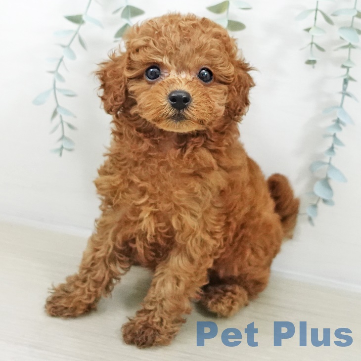 群馬県のトイプードル(トイ) (ペットプラス イオンモール太田店/2025年9月7日生まれ/女の子/レッドフォーン)の子犬の1枚目の画像