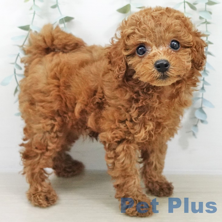 群馬県のトイプードル(トイ) (ペットプラス イオンモール太田店/2025年9月7日生まれ/女の子/レッドフォーン)の子犬の2枚目の画像