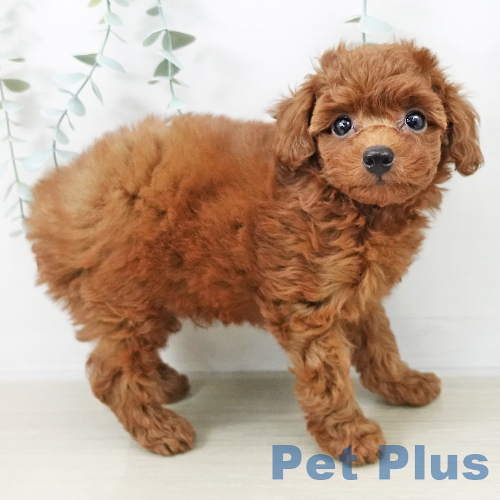 埼玉県のトイプードル(トイ) (ペットプラス 浦和美園店/2025年9月9日生まれ/男の子/レッド)の子犬の1枚目の画像