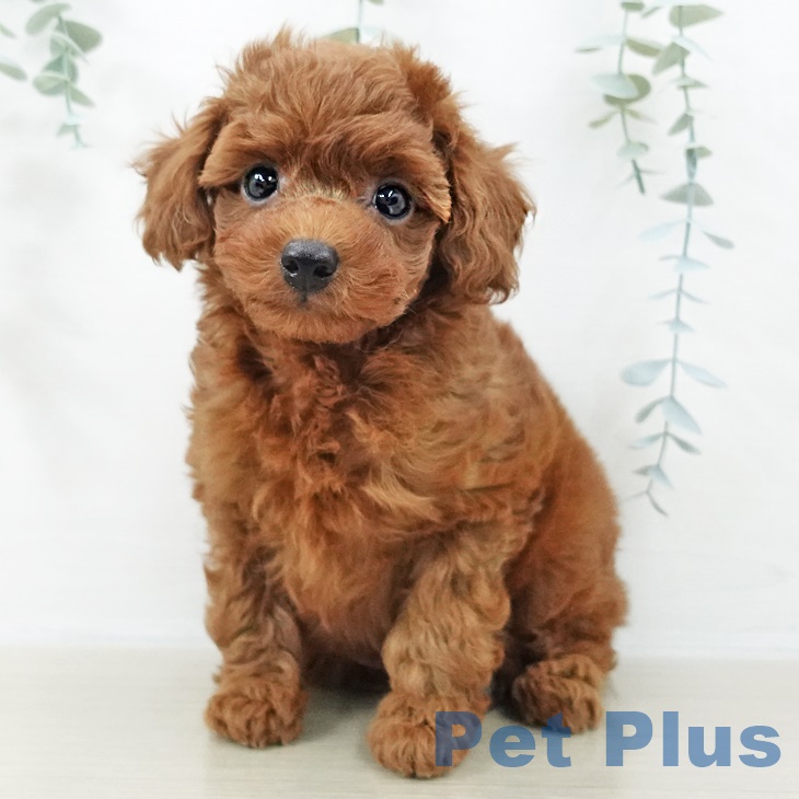 埼玉県のトイプードル(トイ) (ペットプラス 浦和美園店/2025年9月9日生まれ/男の子/レッド)の子犬の2枚目の画像