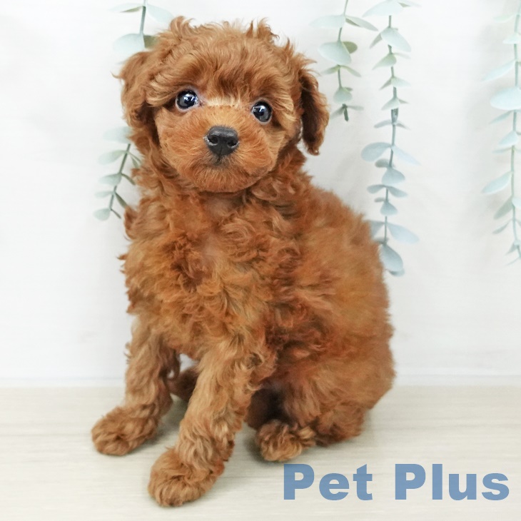 埼玉県のトイプードル(トイ) (ペットプラス 与野店/2025年9月9日生まれ/女の子/レッド)の子犬の1枚目の画像