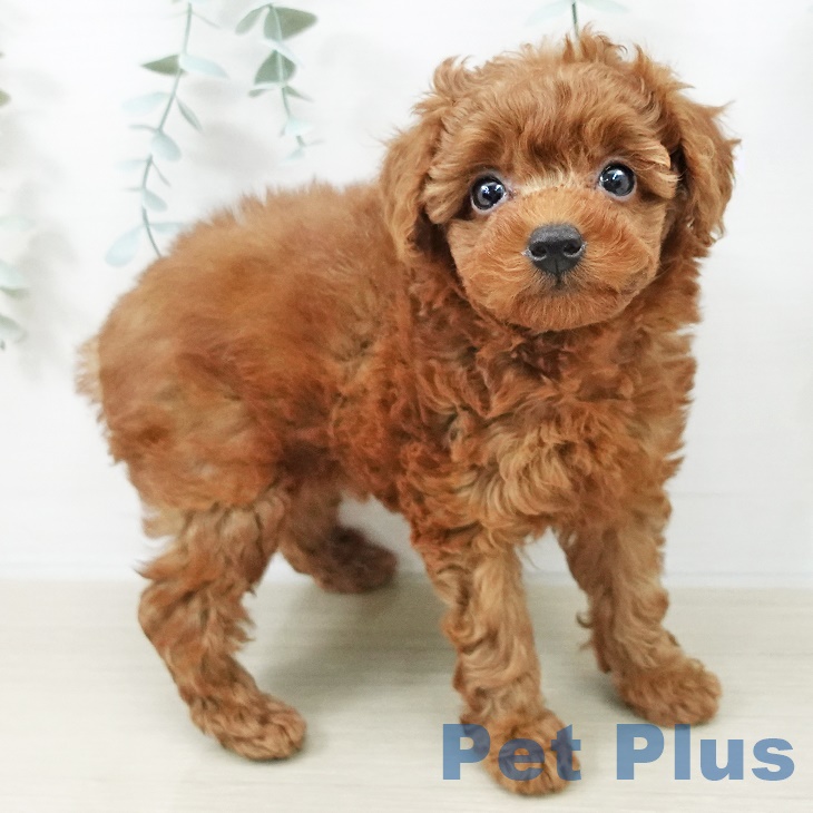 埼玉県のトイプードル(トイ) (ペットプラス 与野店/2025年9月9日生まれ/女の子/レッド)の子犬の2枚目の画像