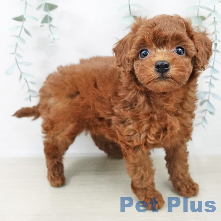 トイ・プードル