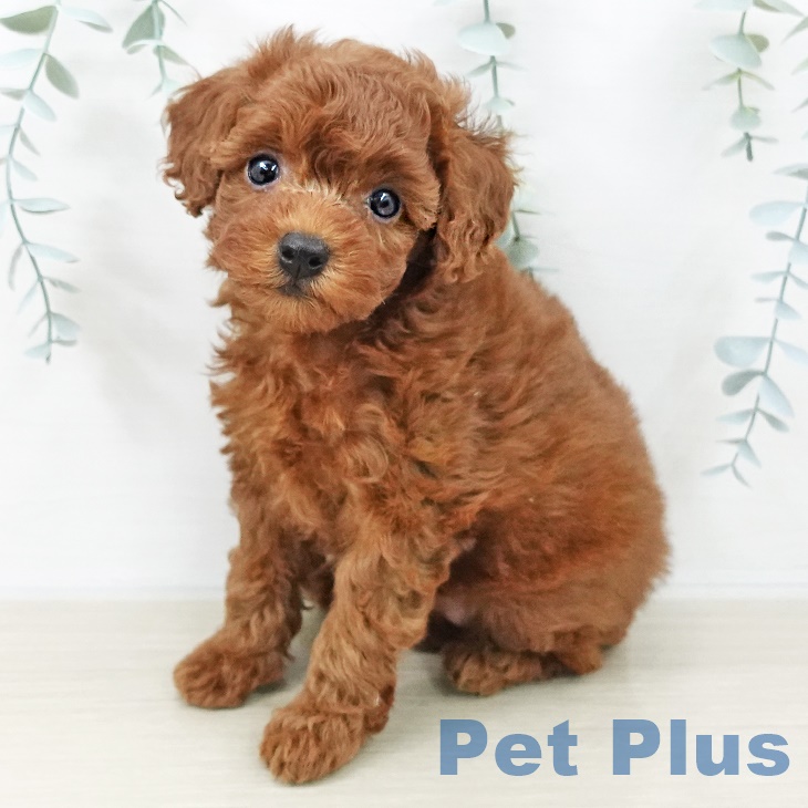 トイ・プードルの写真2