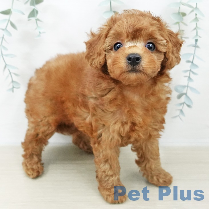 山形県のトイプードル(トイ) (ペットプラス 天童店/2025年9月9日生まれ/女の子/レッド)の子犬の1枚目の画像