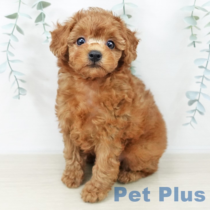 山形県のトイプードル(トイ) (ペットプラス 天童店/2025年9月9日生まれ/女の子/レッド)の子犬の2枚目の画像