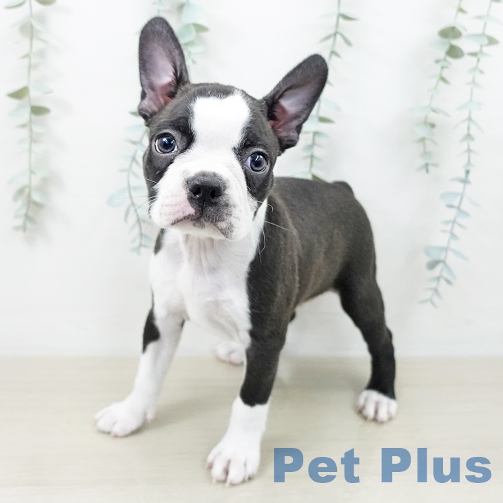 山梨県のボストンテリア (ペットプラス 甲府国母店/2025年9月10日生まれ/女の子/ブリンドルホワイト)の子犬の1枚目の画像