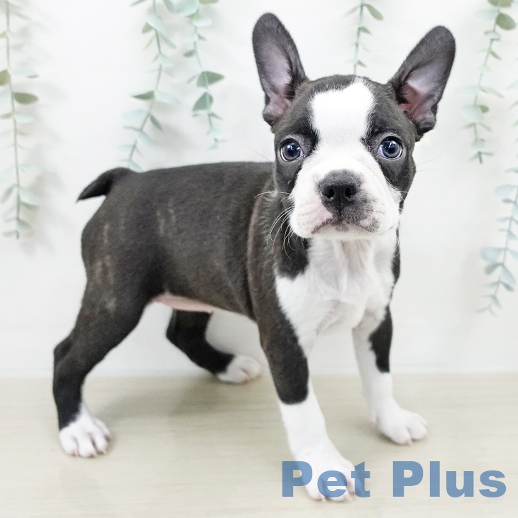 山梨県のボストンテリア (ペットプラス 甲府国母店/2025年9月10日生まれ/女の子/ブリンドルホワイト)の子犬の2枚目の画像
