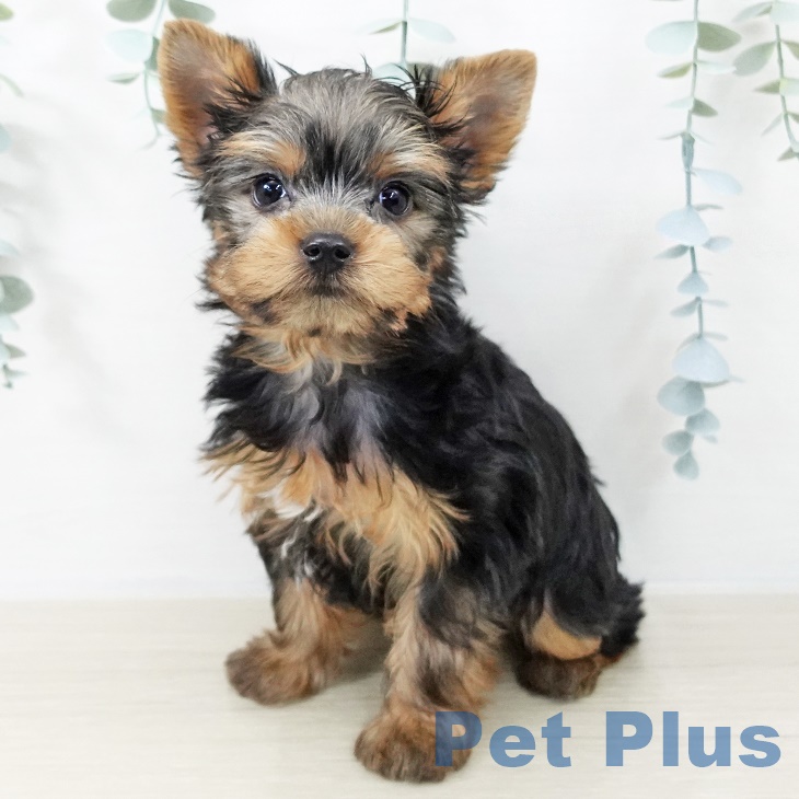 ヨークシャー・テリア