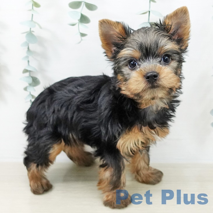 ヨークシャー・テリアの写真2