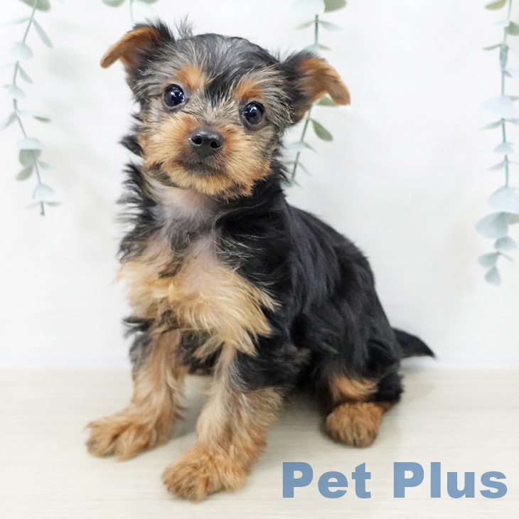 埼玉県のヨークシャーテリア (ペットプラス イオンモール春日部店/2025年9月10日生まれ/女の子/スチールブルータン)の子犬