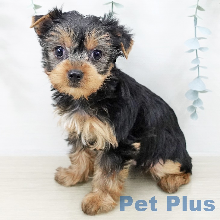 ヨークシャー・テリア