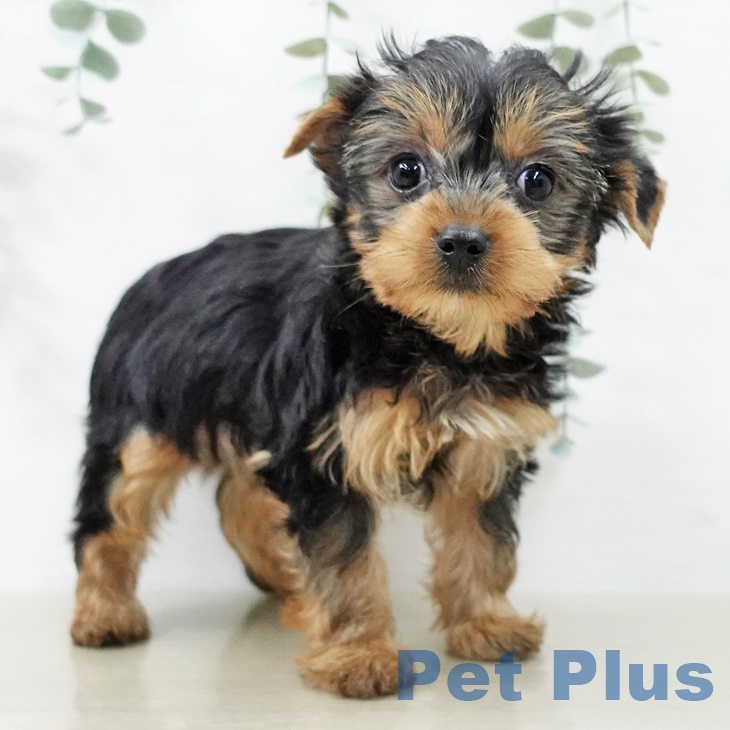 ヨークシャー・テリアの写真2