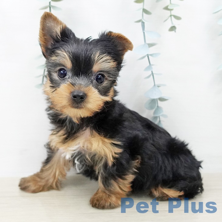 ヨークシャー・テリア