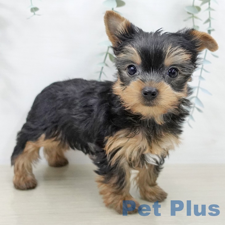 ヨークシャー・テリアの写真2