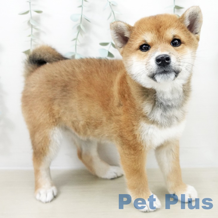 埼玉県の柴犬(標準サイズ) (ペットプラス 川口店/2025年9月9日生まれ/女の子/赤)の子犬の1枚目の画像