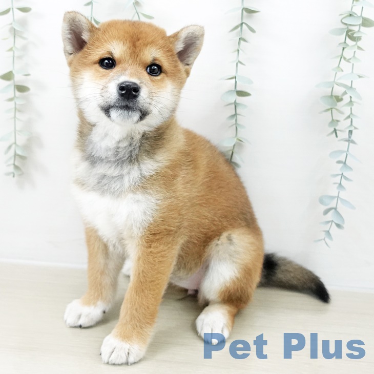 埼玉県の柴犬(標準サイズ) (ペットプラス 川口店/2025年9月9日生まれ/女の子/赤)の子犬の2枚目の画像