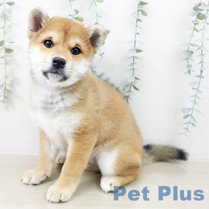 茨城県の柴犬(標準サイズ) (ペッツワン つくば店/2025年9月9日生まれ/女の子/赤)の子犬の1枚目の画像