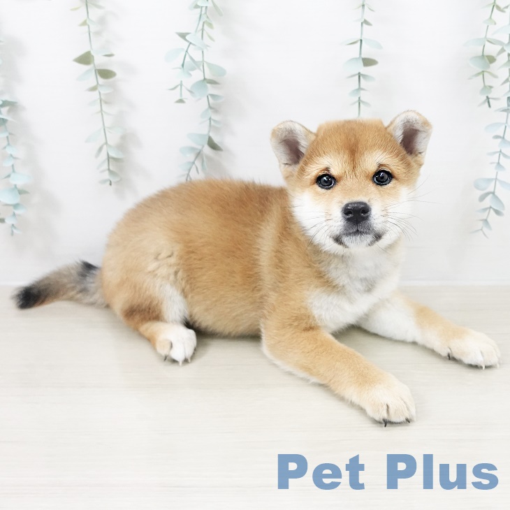 茨城県の柴犬(標準サイズ) (ペッツワン つくば店/2025年9月9日生まれ/女の子/赤)の子犬の2枚目の画像