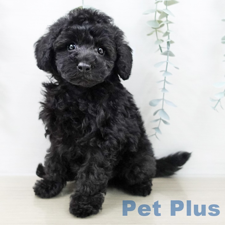 埼玉県のトイプードル(トイ) (ペットプラス 浦和美園店/2025年9月10日生まれ/男の子/ブラック)の子犬の1枚目の画像
