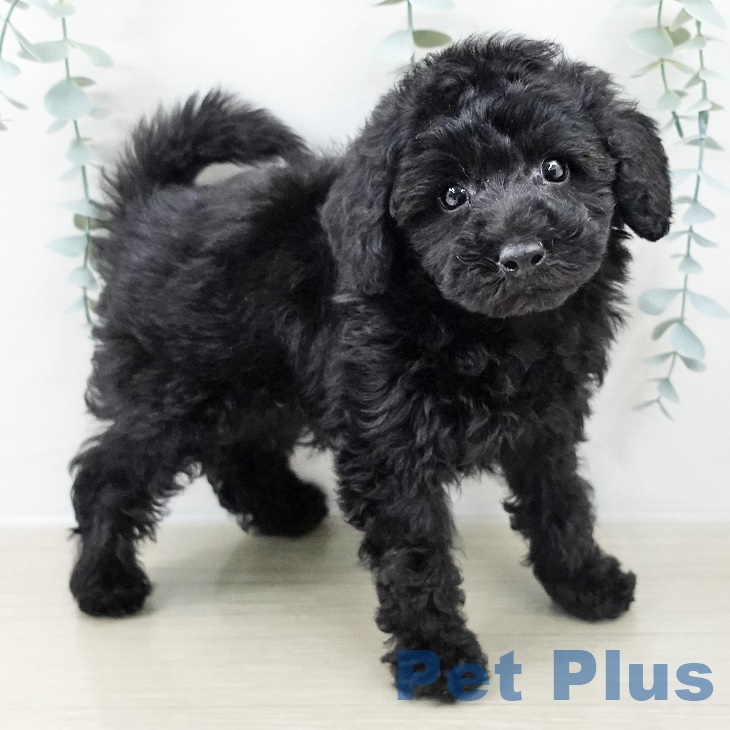 埼玉県のトイプードル(トイ) (ペットプラス 浦和美園店/2025年9月10日生まれ/男の子/ブラック)の子犬の2枚目の画像